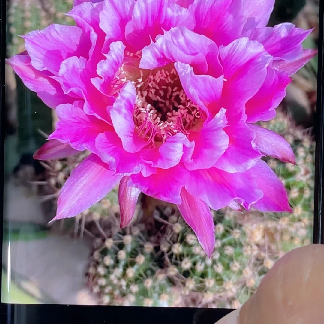 彩草 香海侧芽 歪 满20包邮5公分