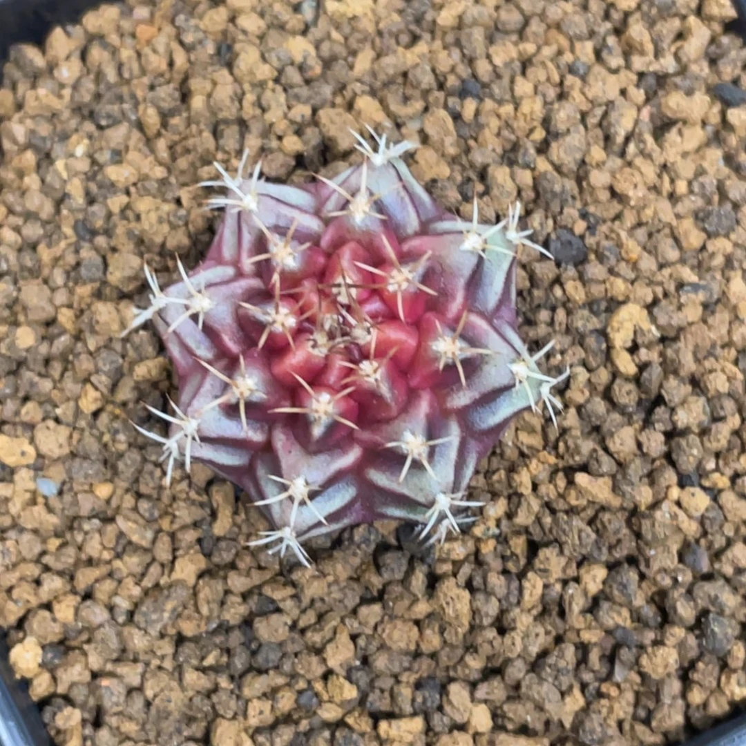 当前无花朵，栽培后可花朵紫宝石