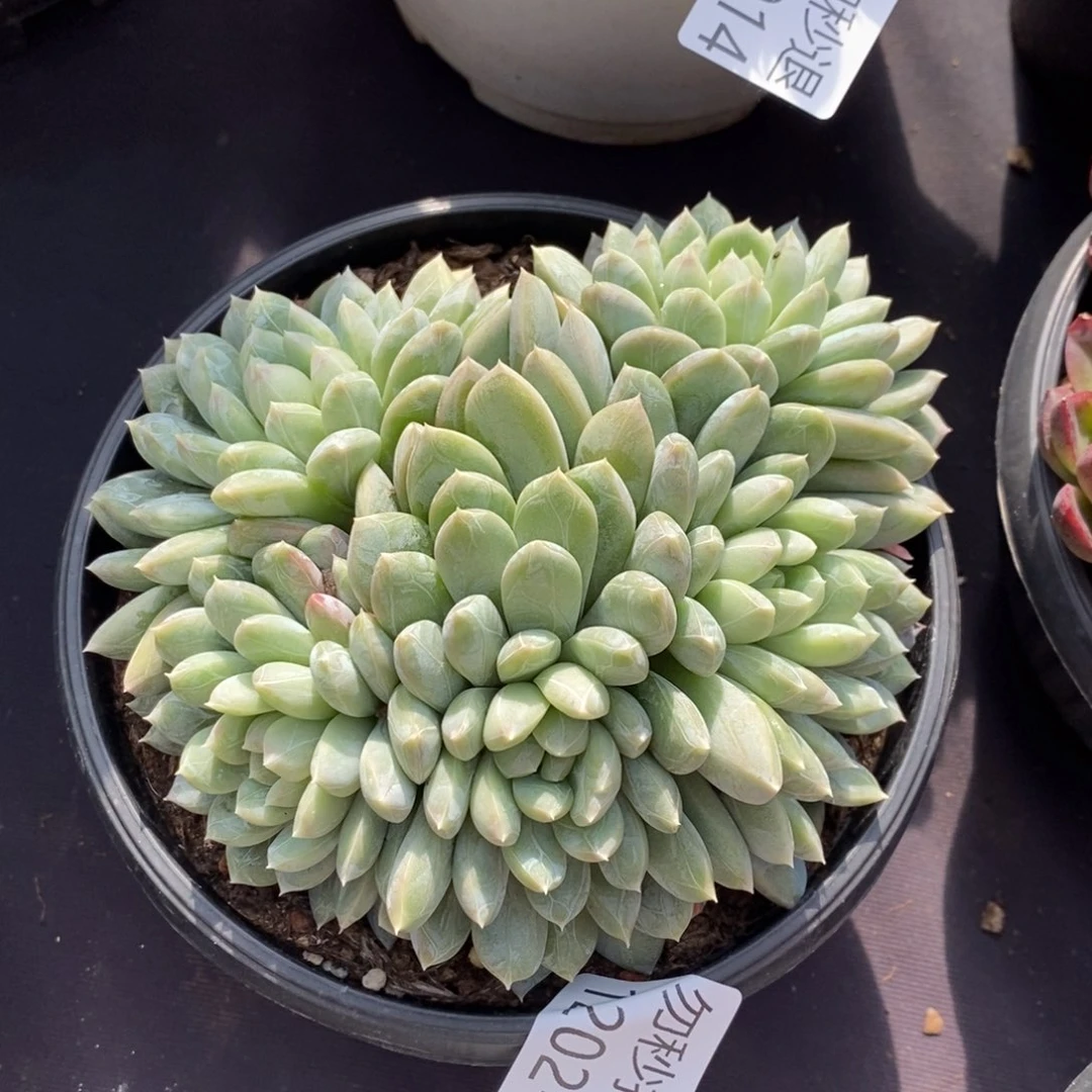 两单包邮1202-24百搭翡翠