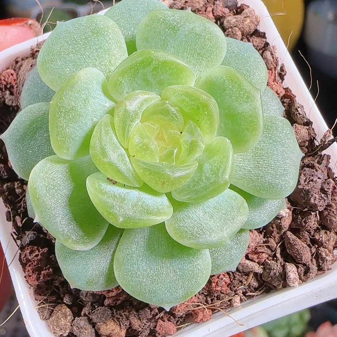 1007---230无尽灯一物一拍