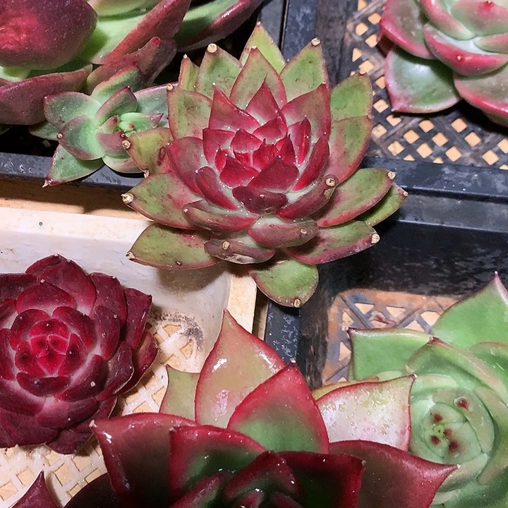 美肉特价活动开始啦