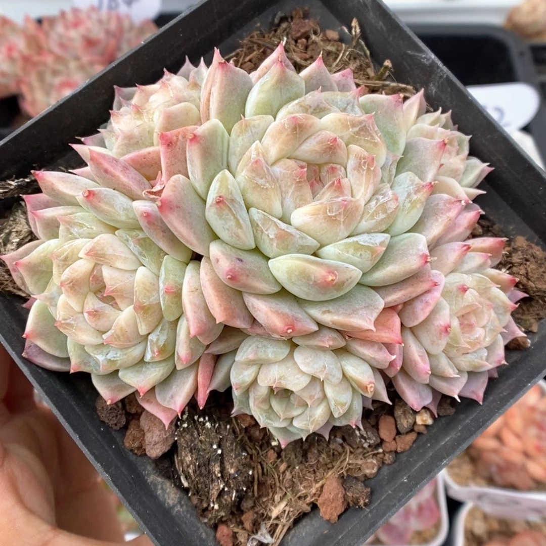 糖心冰魄群生976号