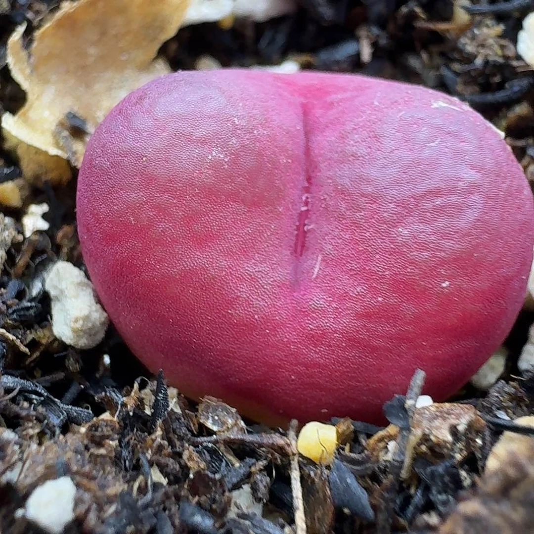 老马生石花吕红2512