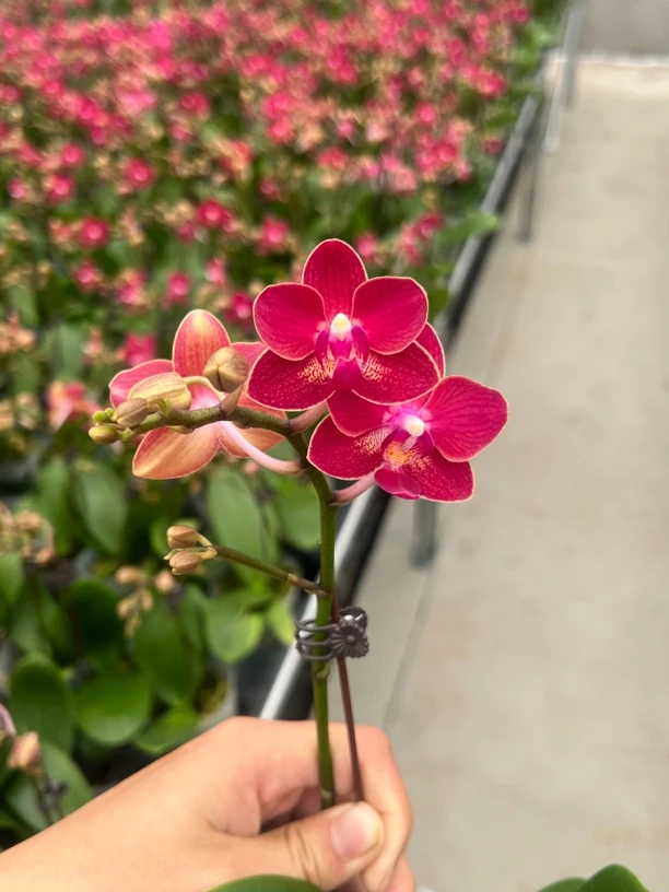 富豪优选(小番茄)蝴蝶兰花期长好养护