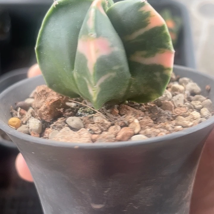 实生鸾凤玉锦仙人球一颗