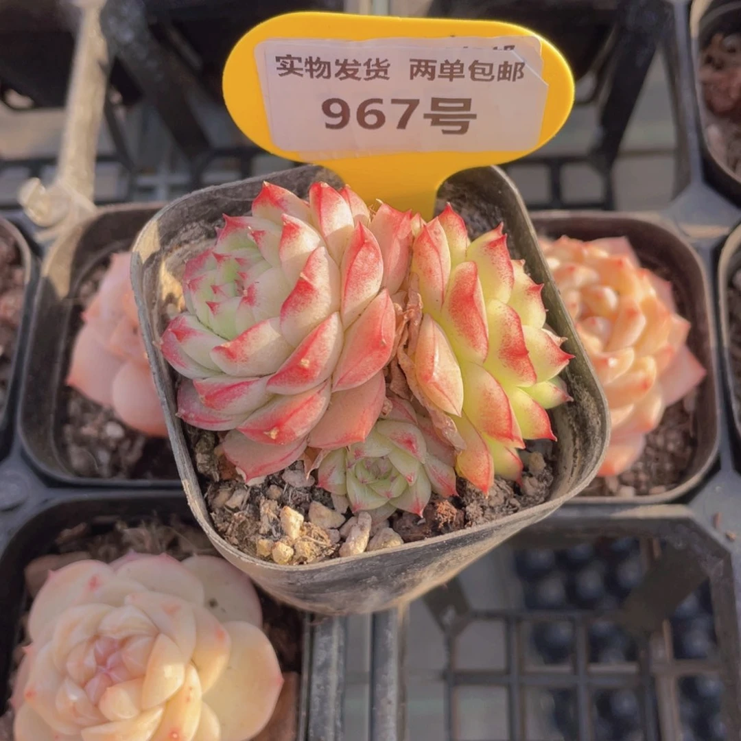 967号 花朵女王多头群一个