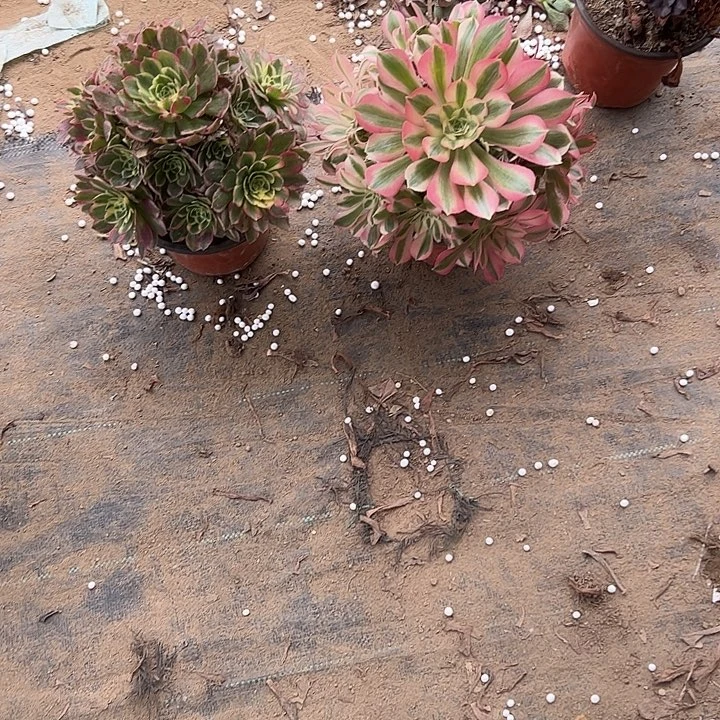 不包侧枝一物一拍18