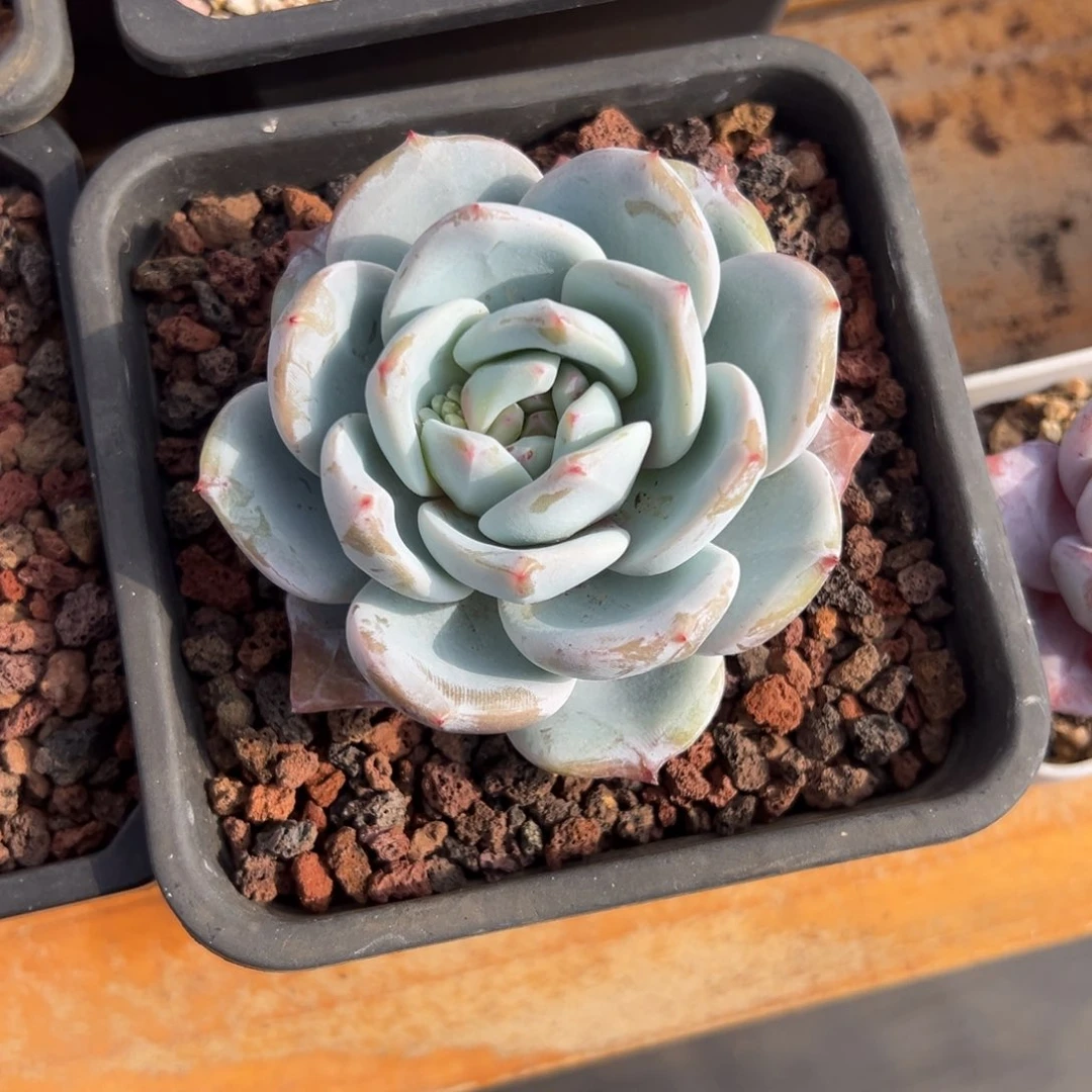 多肉糖心橙【非偏远地区满18包邮】