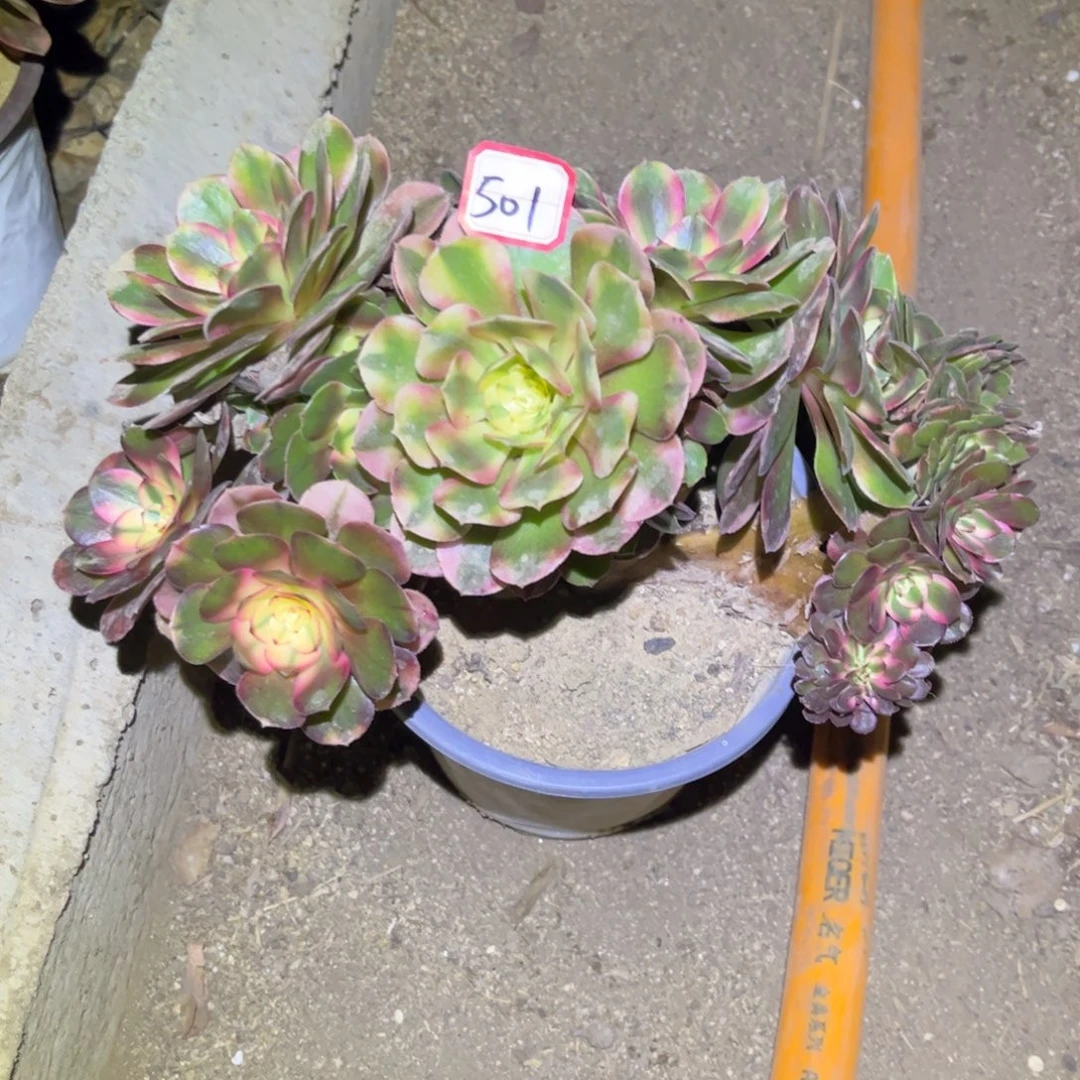 501多肉植物荔枝朵朵缀化