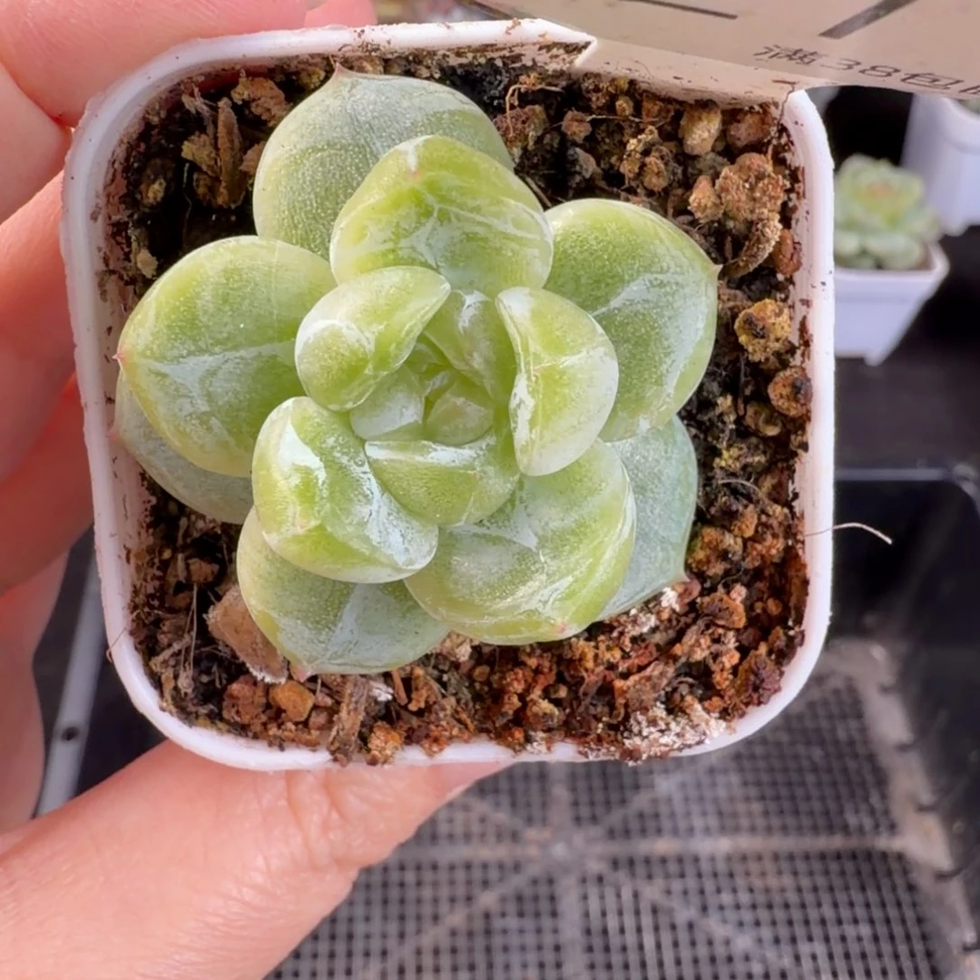 珍妮孤品一颗单头21号