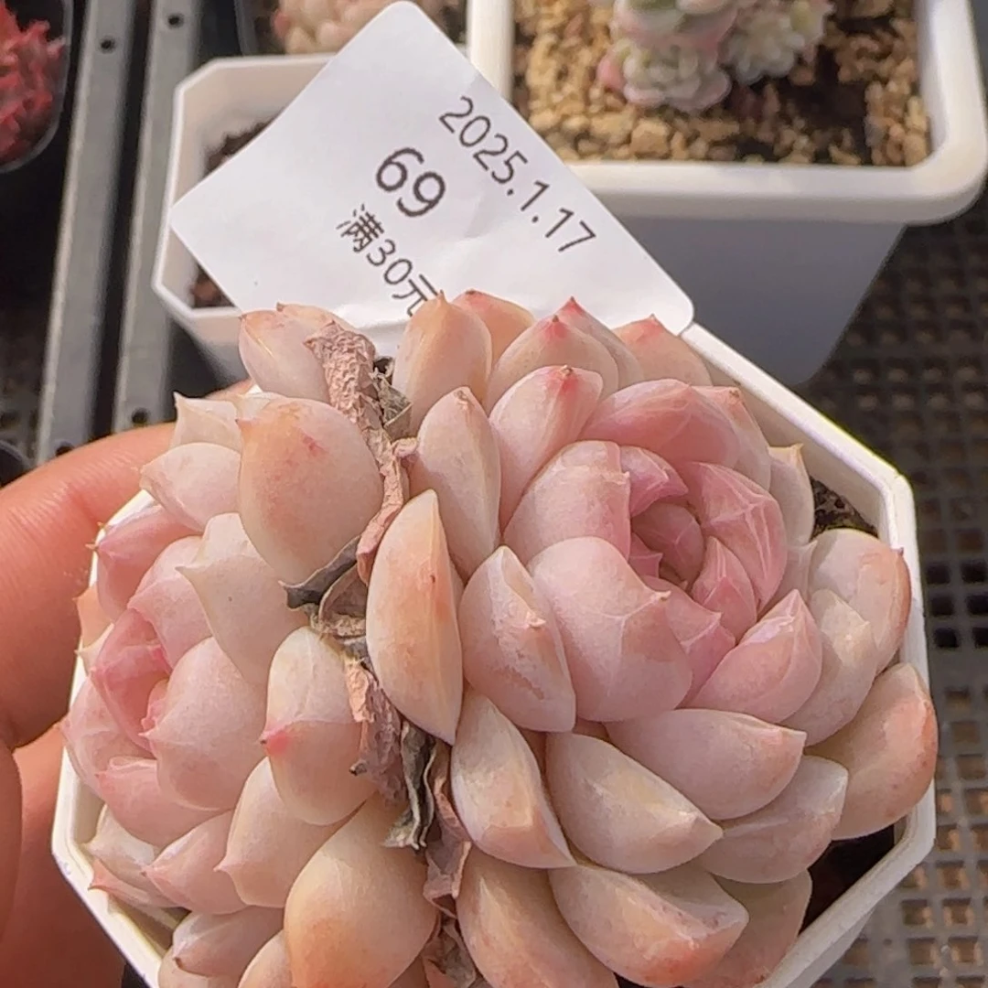 粉黛双头一颗脱土