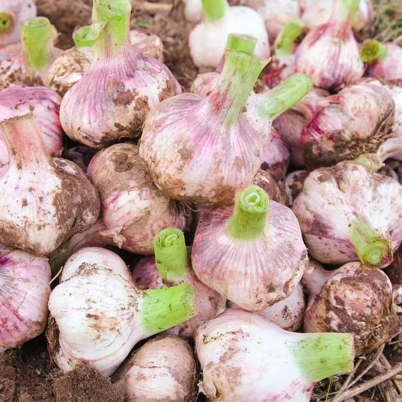 九斤2025年新鲜湿蒜河南杞县大蒜白紫皮头茬蒜头产地现挖现发五斤