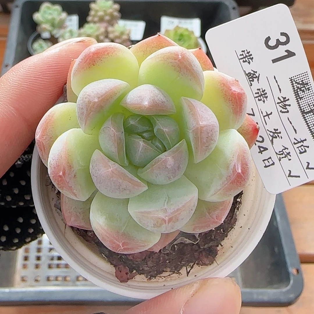 多肉0724-31白桃汽水