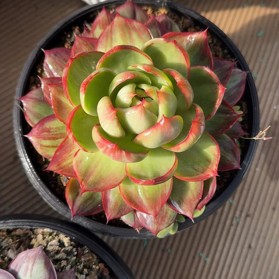 惊鸿仙子多肉植物