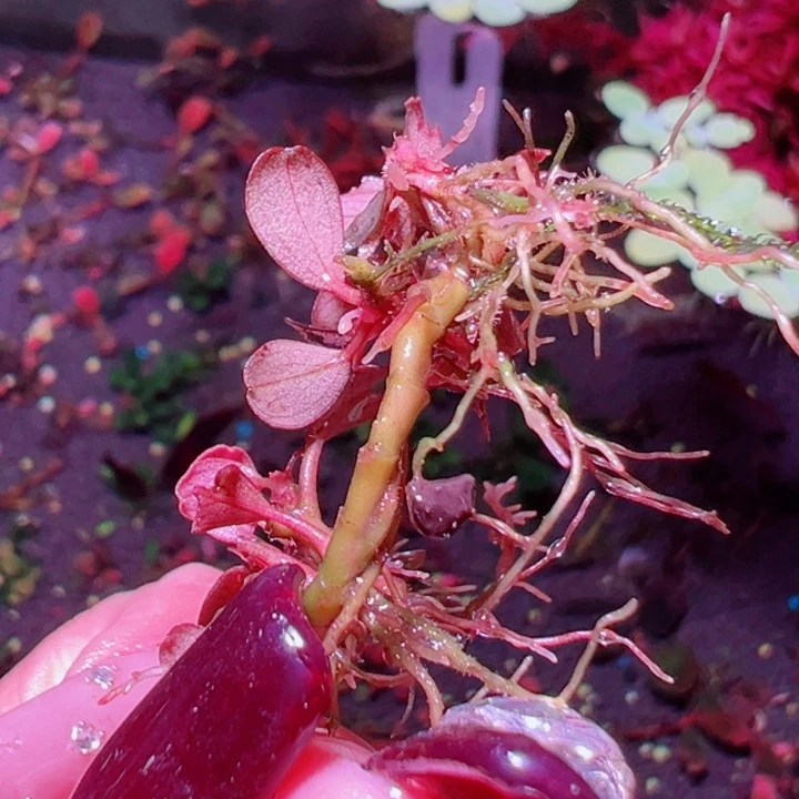 福利20号福利价一头植物