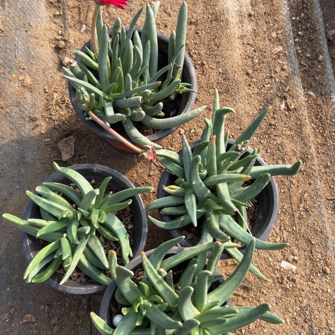 多破四座无言星欲稀