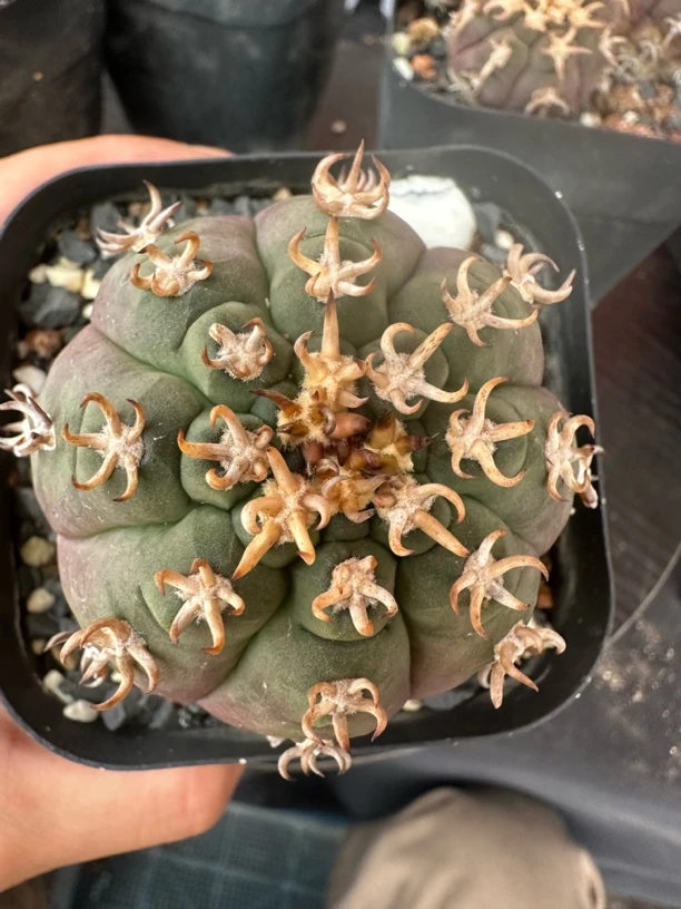 实生猫爪天平1号