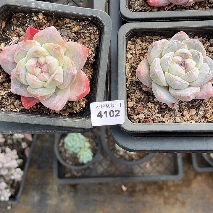 阿雅园艺。       4102冰玉两颗