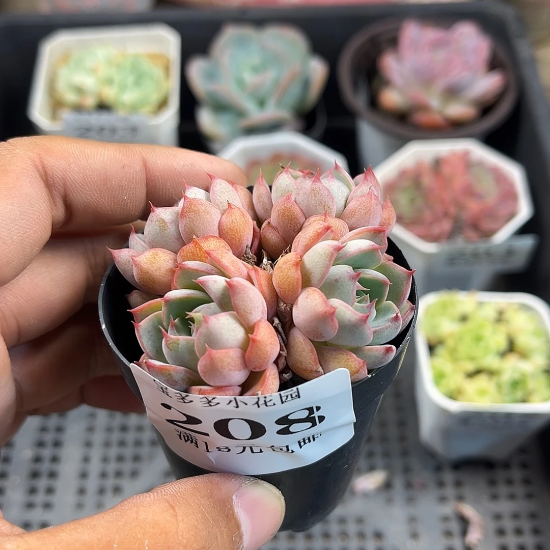 四头群到手一颗一物一拍满18包邮