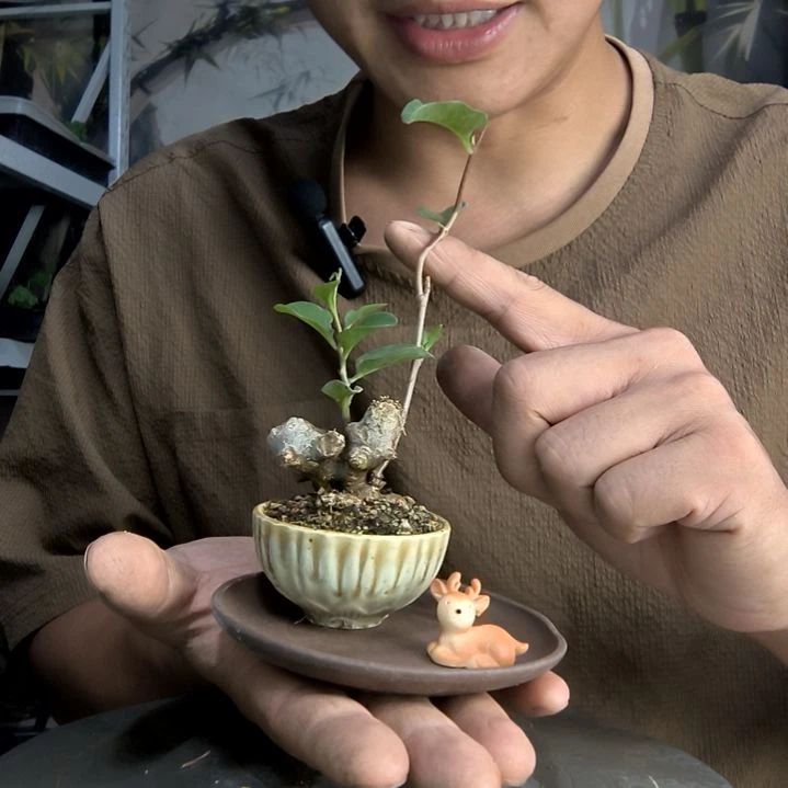 用****6中青园艺一物一拍61