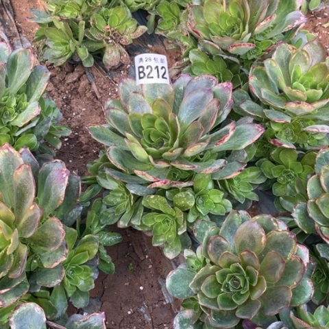 212枚金玫瑰不包断枝