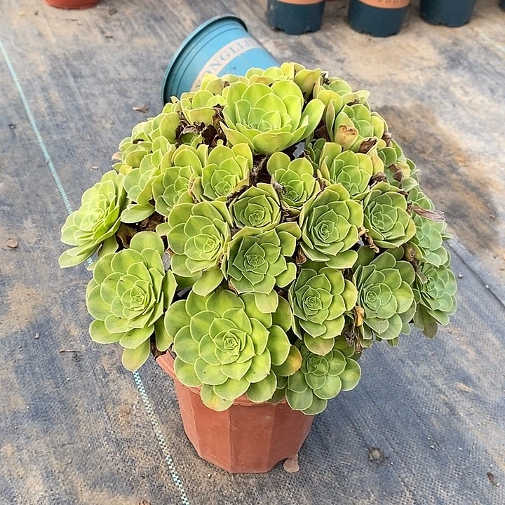 韶华中斑多肉植物015