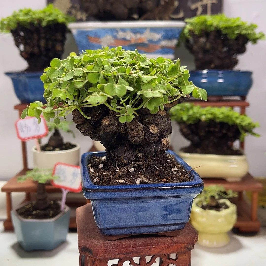 无花朵会开花12345678