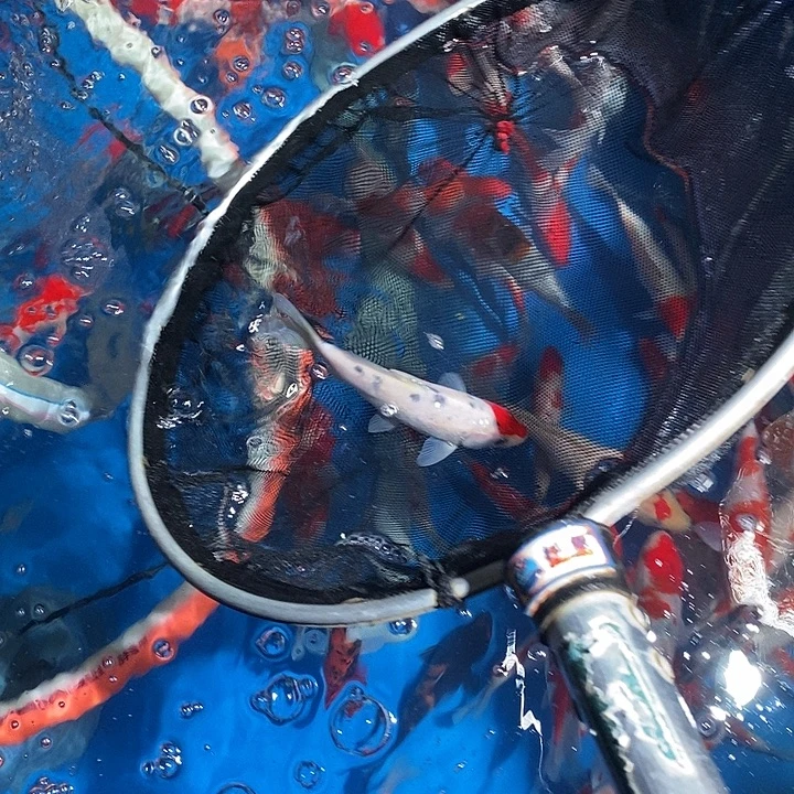 锦鲤锦鲤活鱼开箱包活