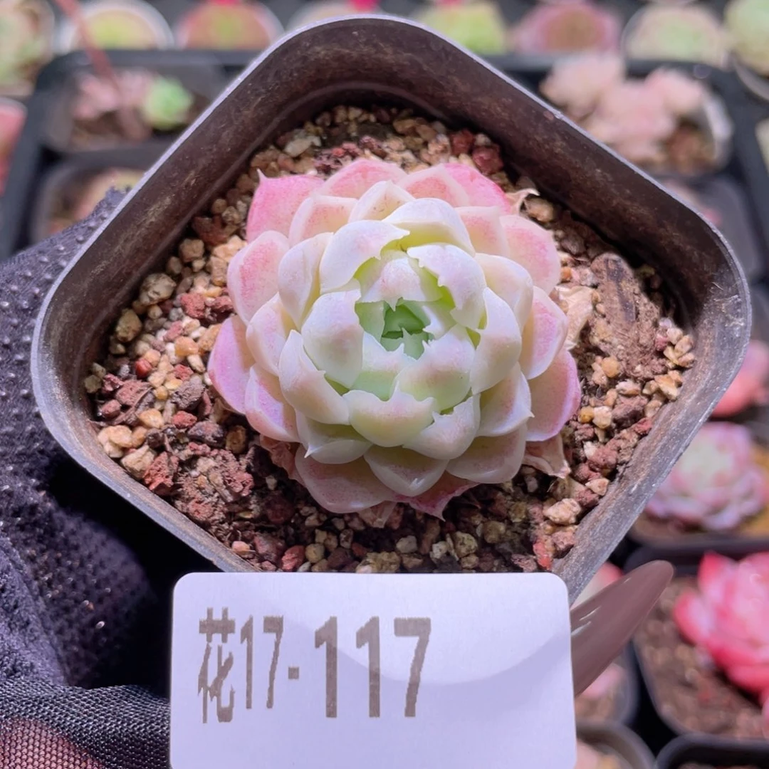 花利美17-117白月影