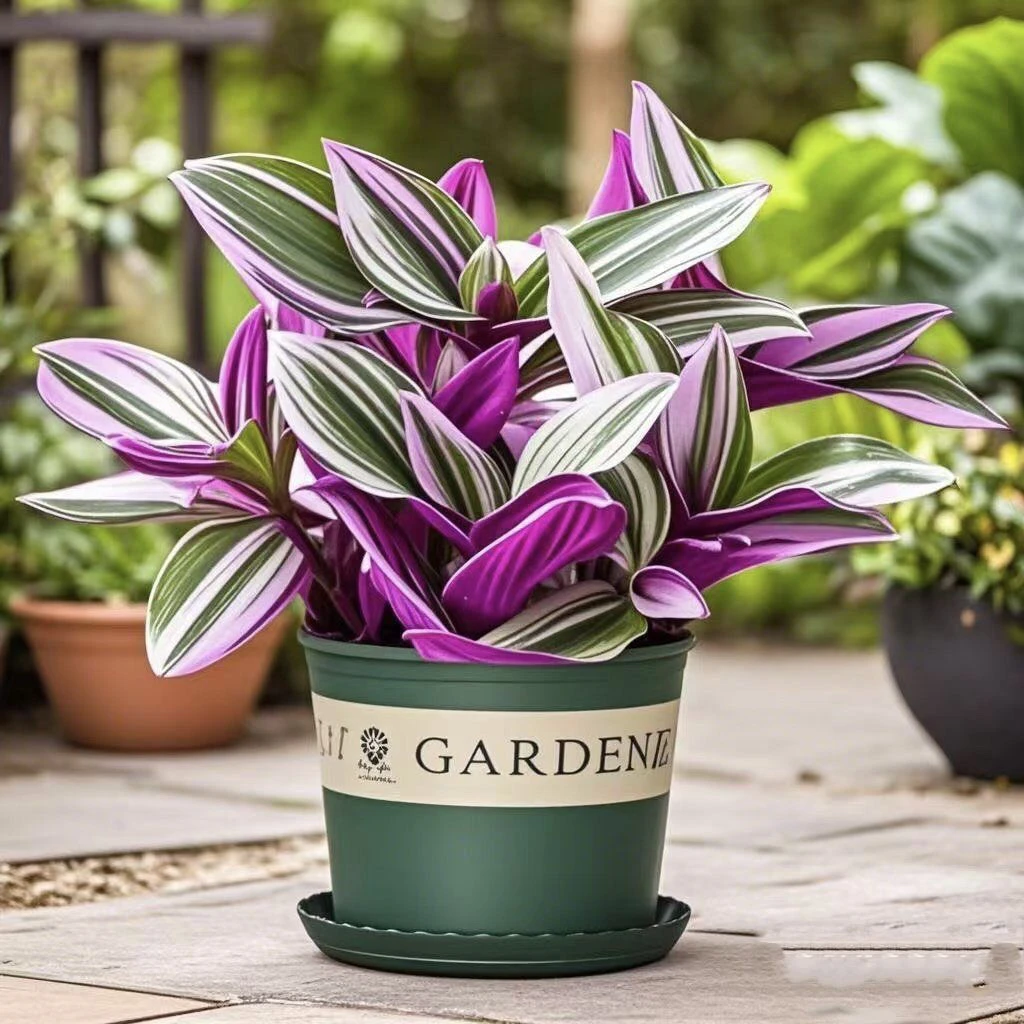 油画婚礼吊兰盆栽易爆盆耐热好养适合室内阳台的趣味植物