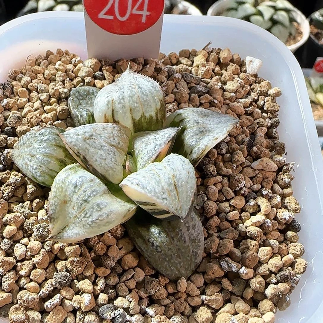 204号大型丸叶青蟹锦一物一拍带盆土