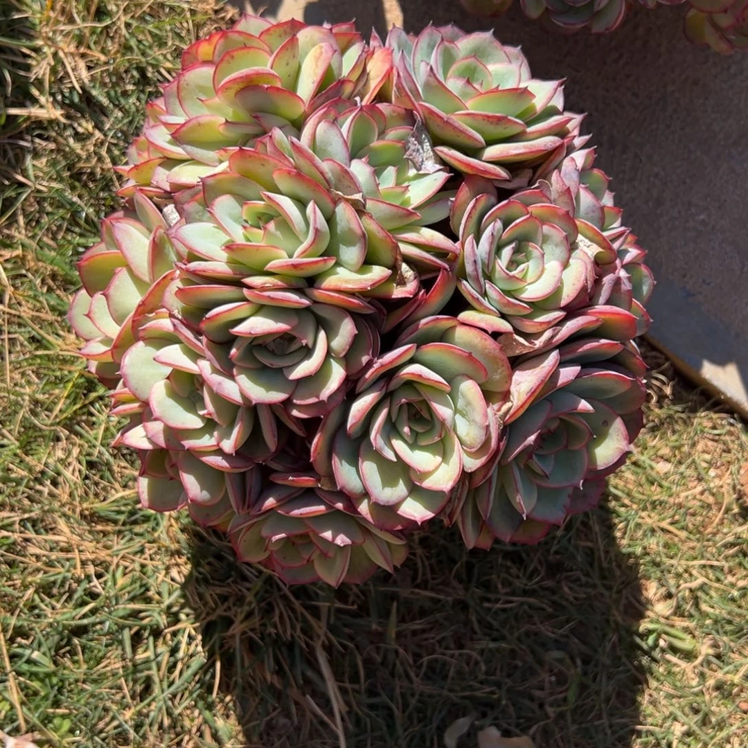 长***风牡丹亭多肉一物一拍