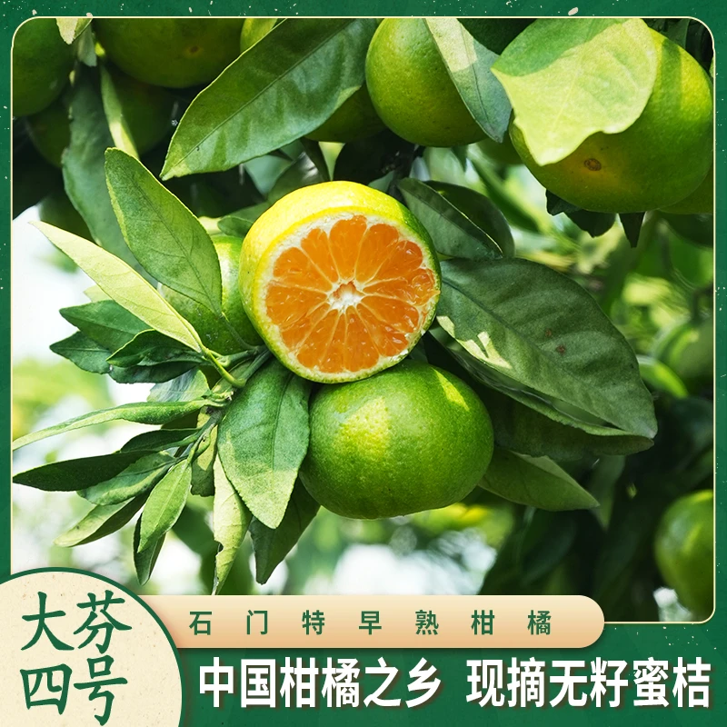 [大芬4号]特早熟蜜桔现摘青皮无籽新鲜应季酸甜多汁水果石门柑橘