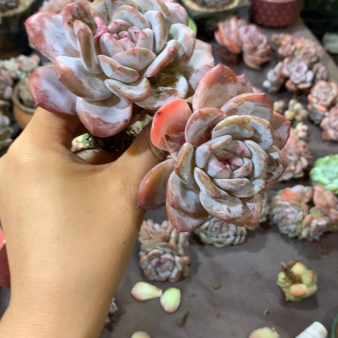 链接点有点松，但不会断