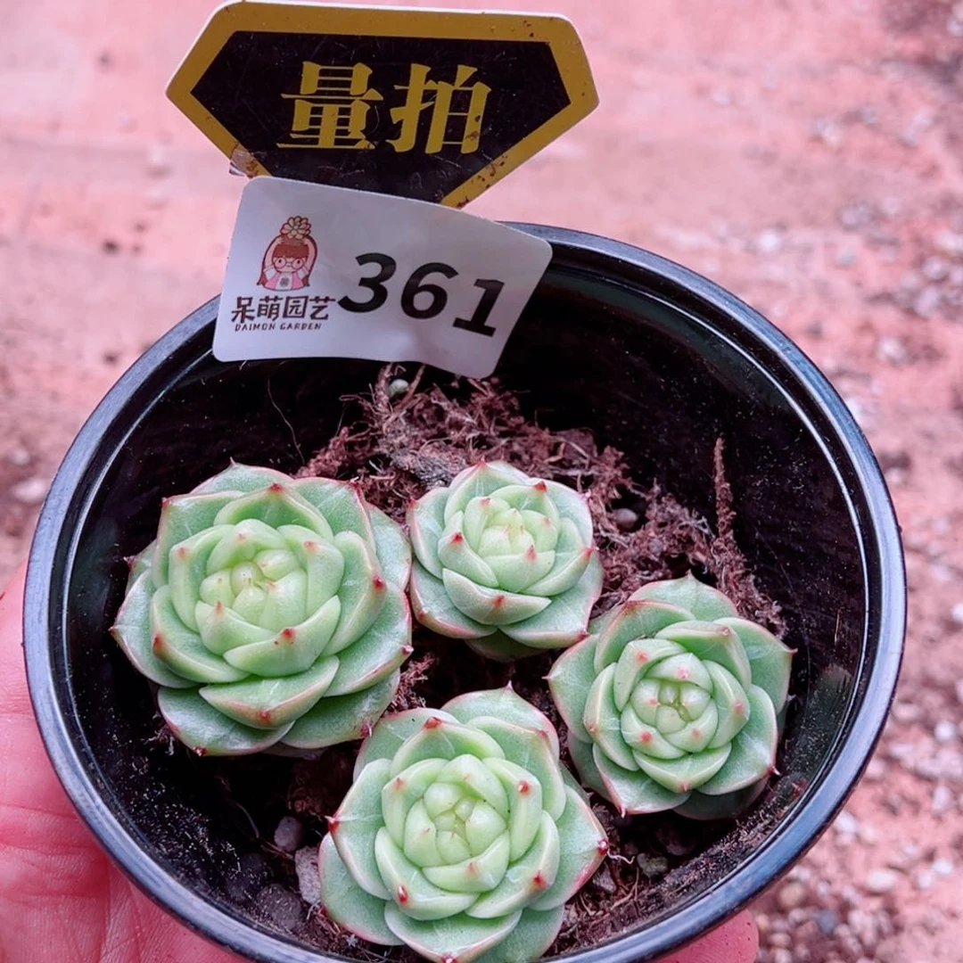 当前无花朵，栽培后可花朵