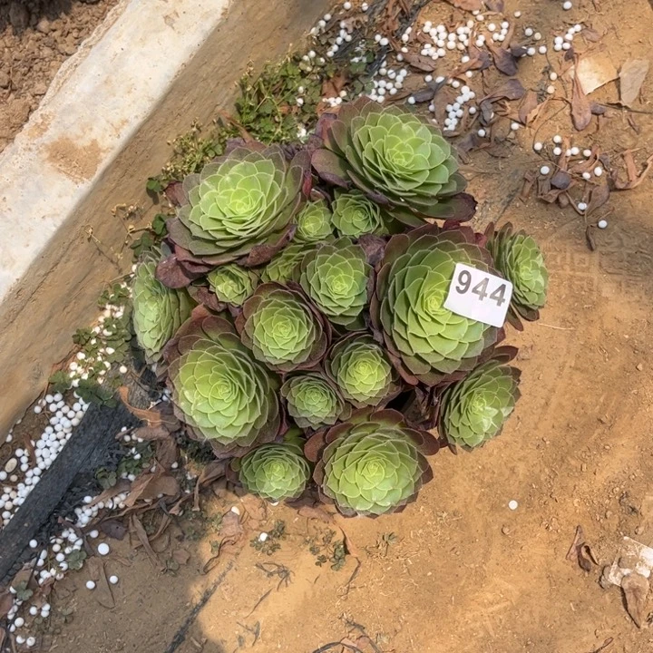 万圣夜944不包断枝