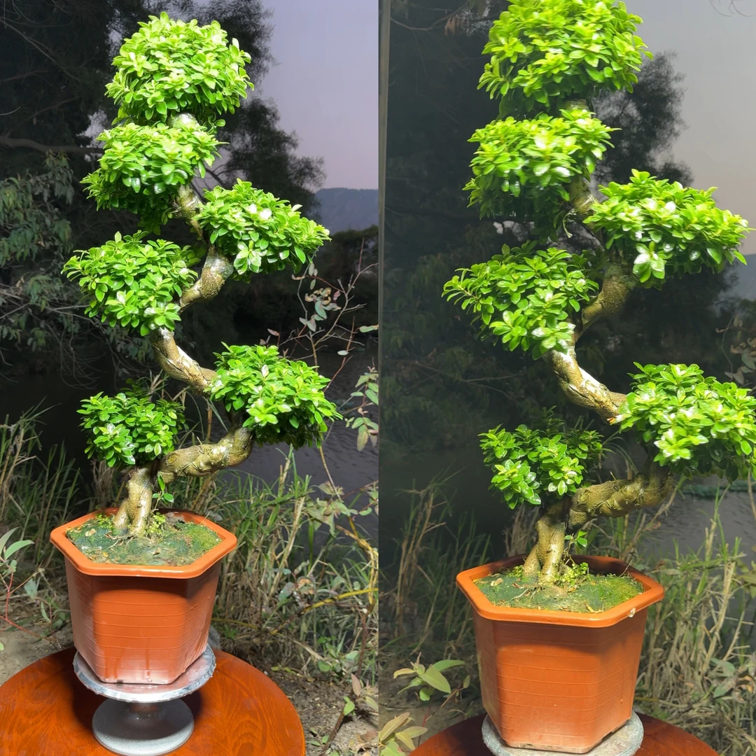 s弯造型的小叶金钱榕树高端盆景