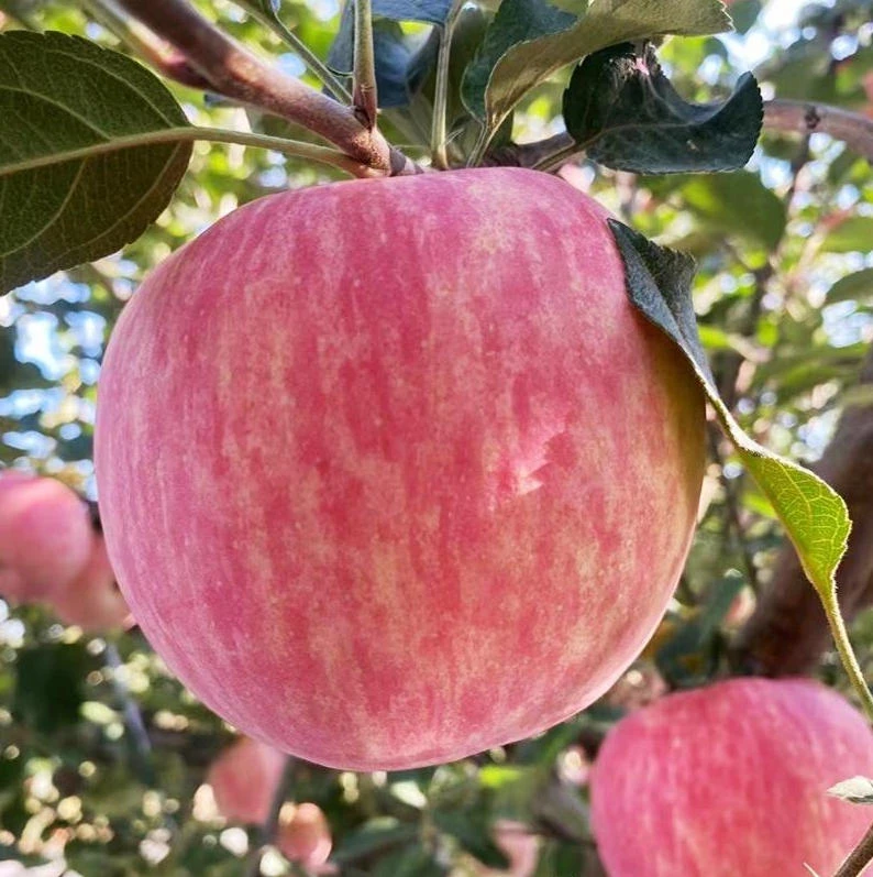 2025年陕西铜川红富士苹果 新鲜苹果 当季水果 脆甜多汁 现摘现发