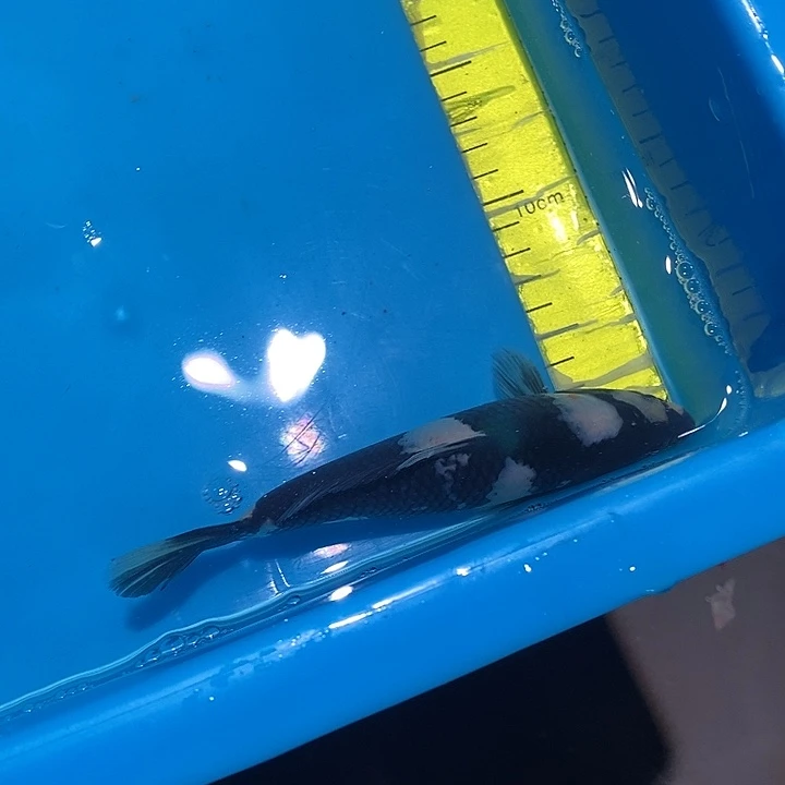 锦鲤纯种血统锦鲤观赏鱼