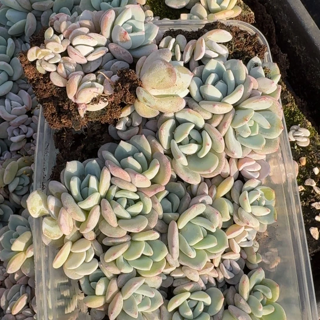 奶盖一大盒量拍24-34