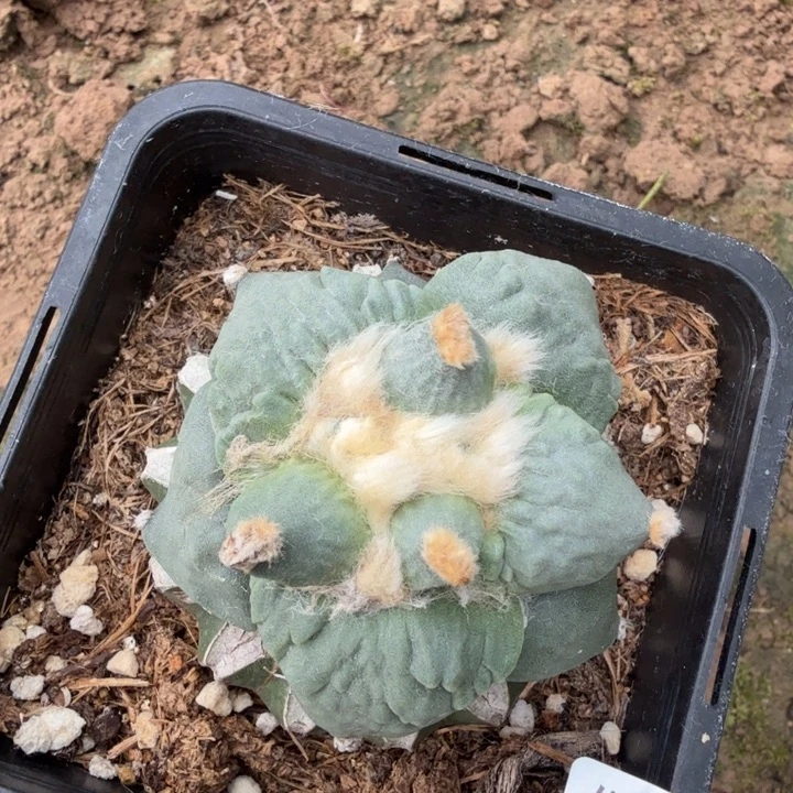 梦***家无花朵535瀑布怒涛牡丹东三