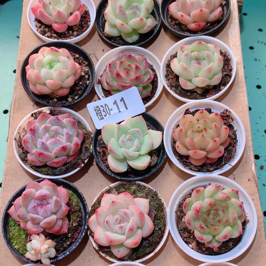 30-11一物一拍多肉带盆18颗