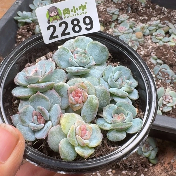 多肉植物多肉植物