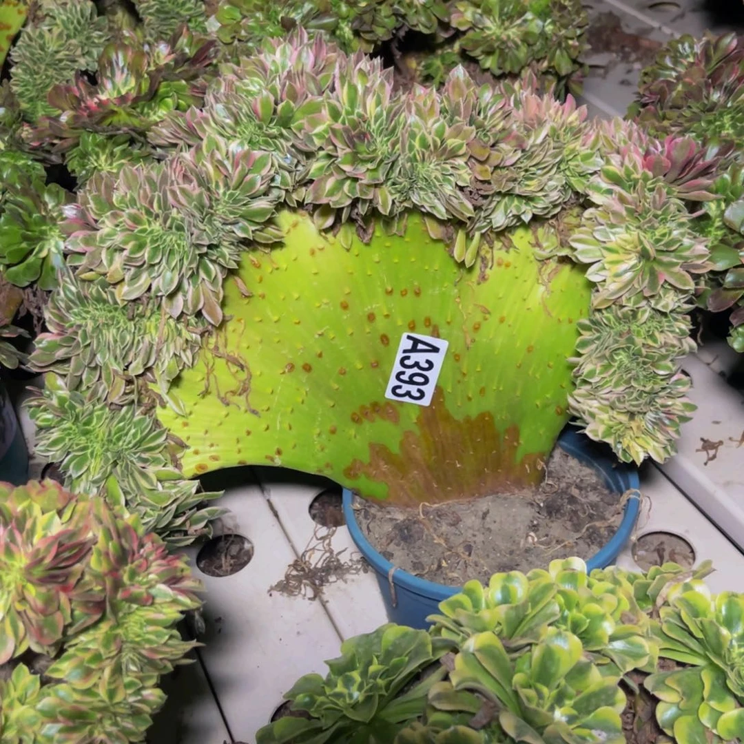 女神法师7//////24包邮