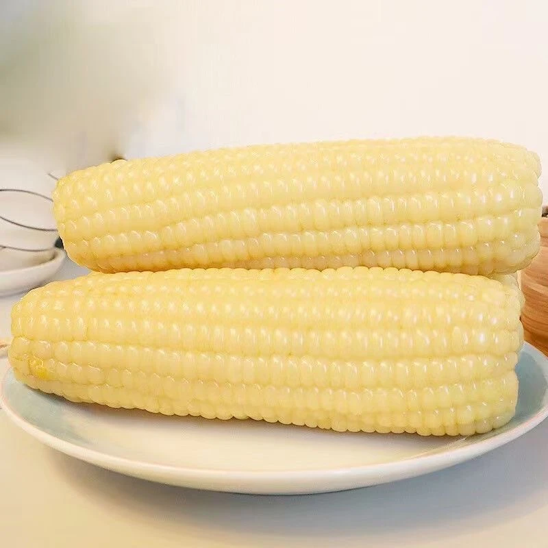 【试吃2根】东北大棒香甜白糯玉米单根240-280克12根整箱重6.5-7斤