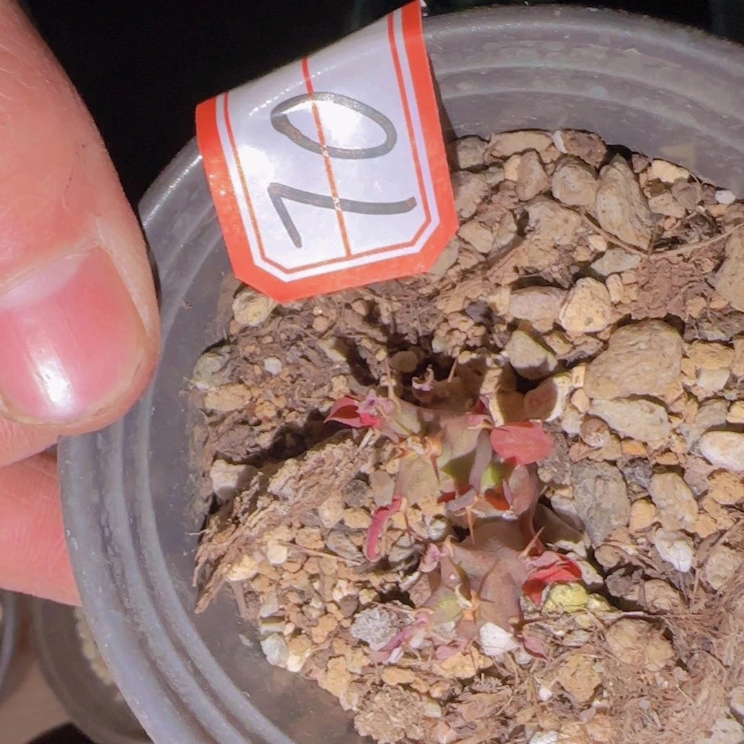 ****迪块根植物块根植物