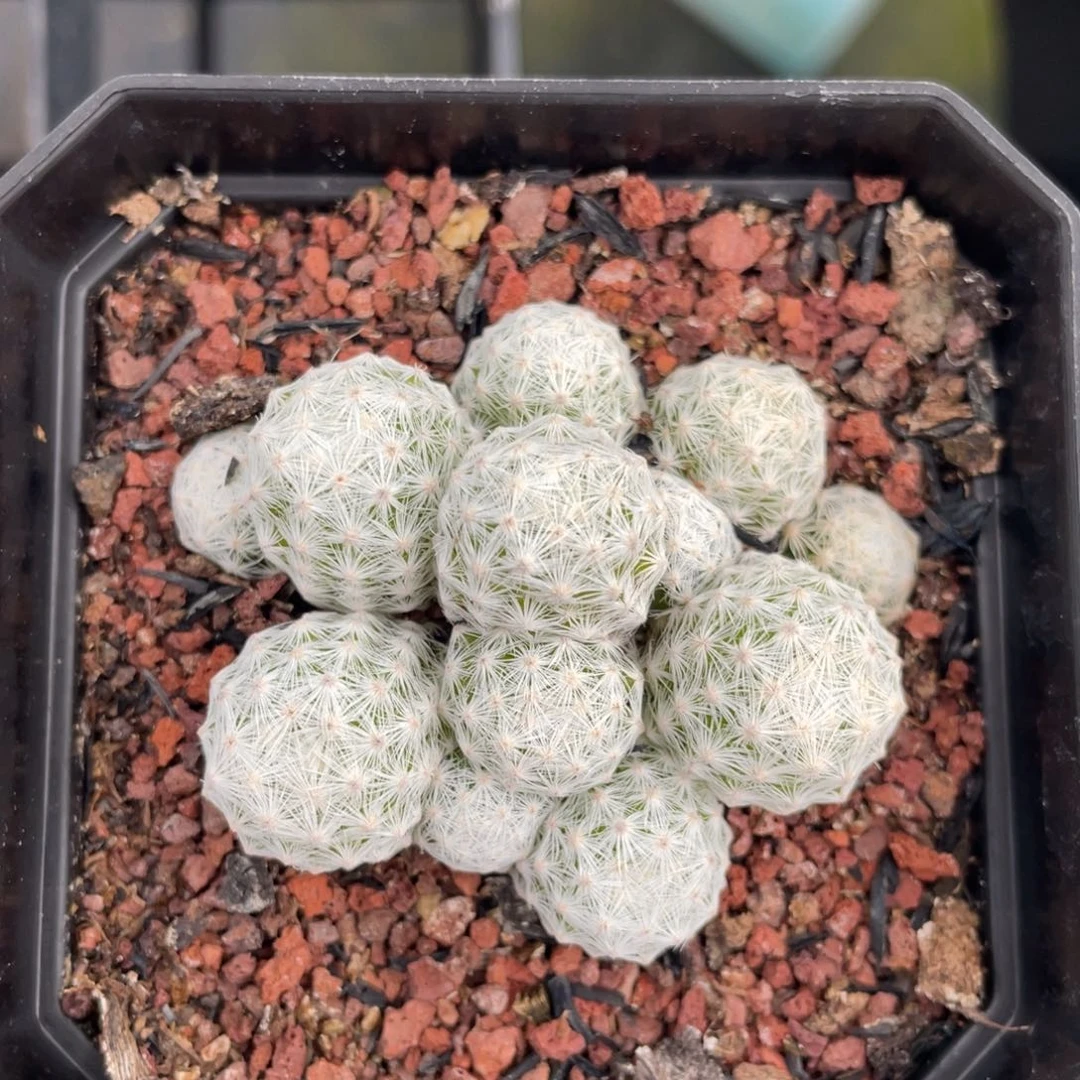 自**翔大型姬春星        一物一拍