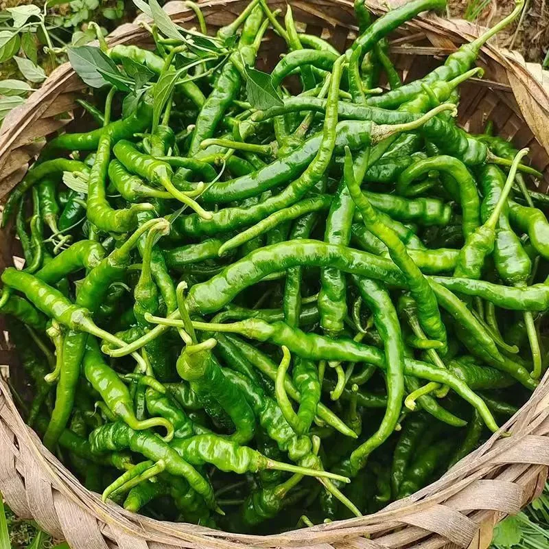 湖南本地新鲜现采薄皮香辣辣椒农家自种下饭好菜