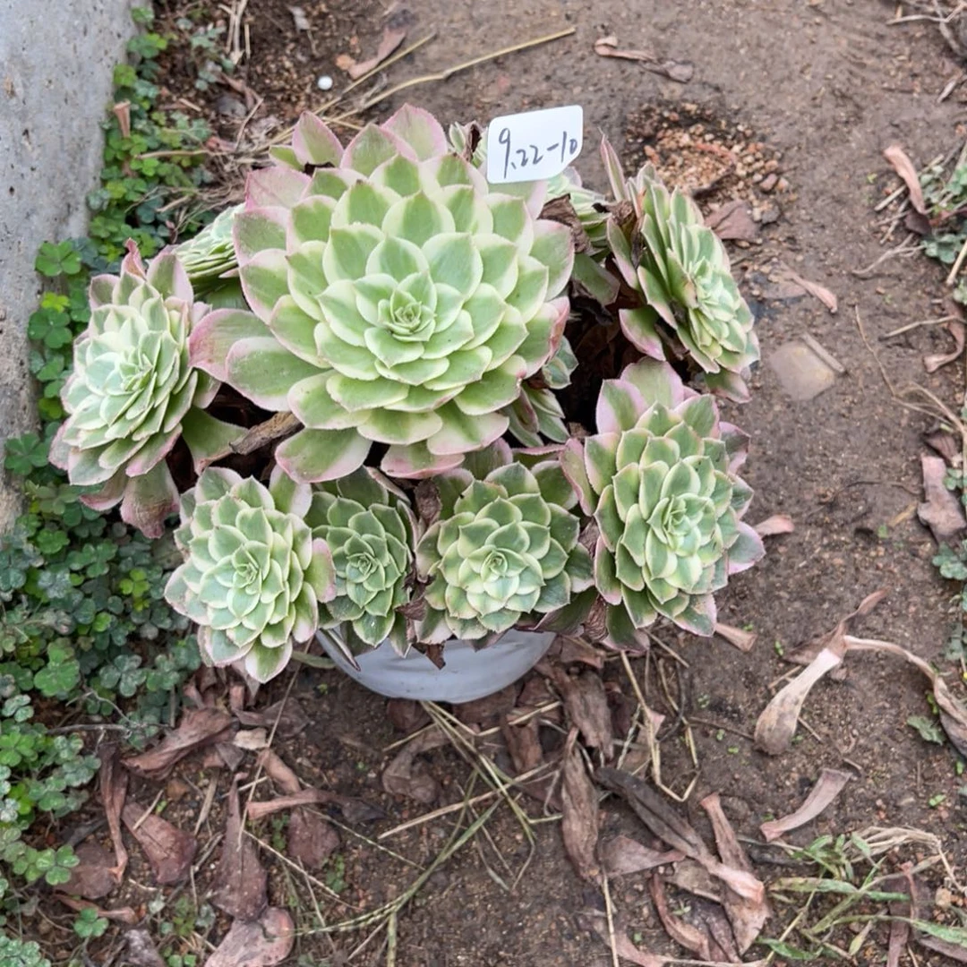 9-22-10玉芙蓉法师锦多肉