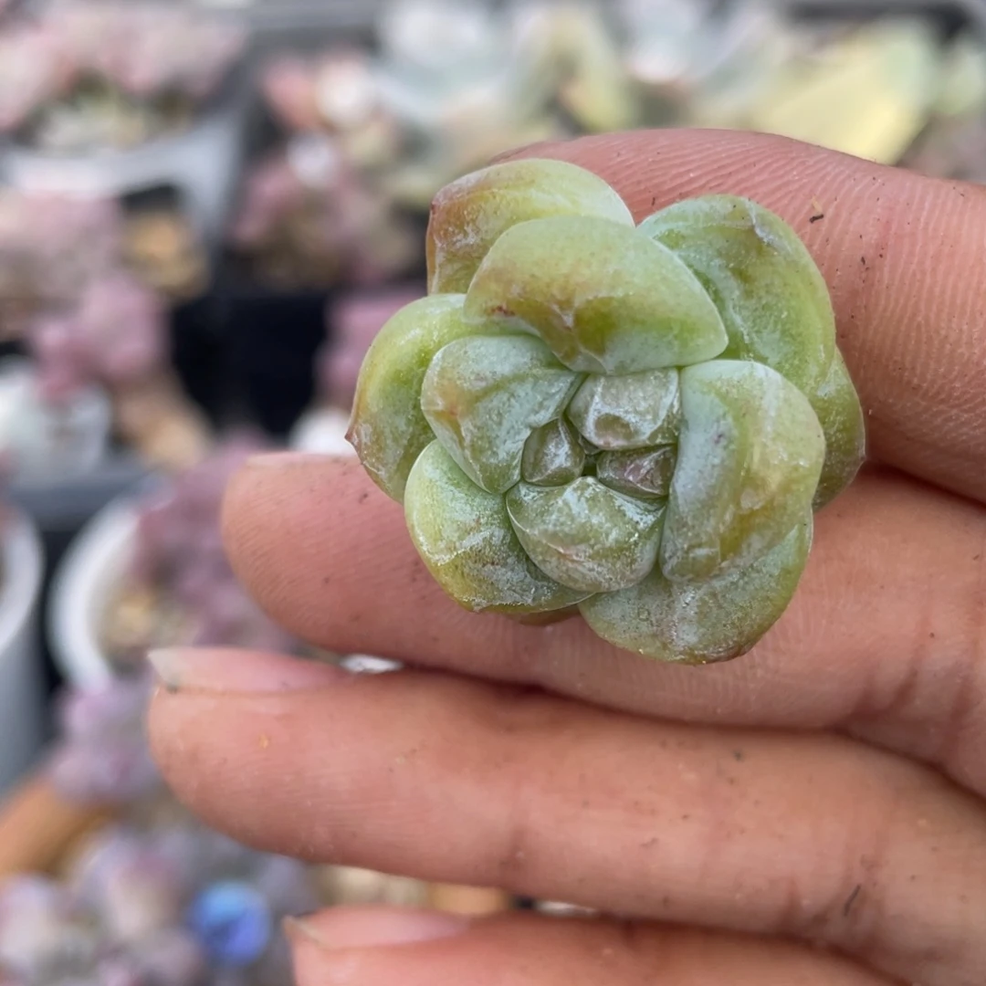 小体冰玉多肉植物
